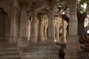 Дерево у Джайнов